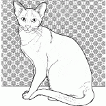シャム猫