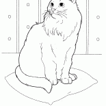 シベリア猫