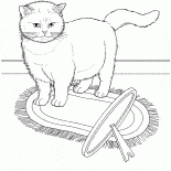 エキゾチックな猫