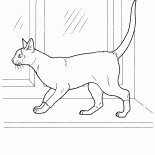 シャム猫