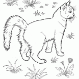 ターキッシュバン