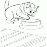 ジャワ猫