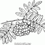 ローワンブラシ