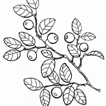 ブルーベリー