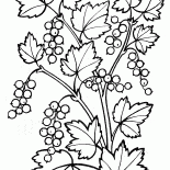 カラントブッシュ