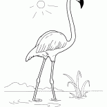 フラミンゴ