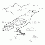 カラス