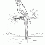 コンゴウインコ