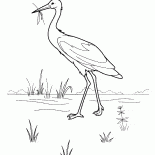 コウノトリ