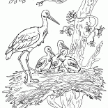 コウノトリと雛