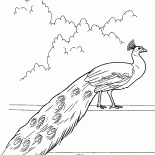 ピーコック