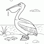 ペリカン