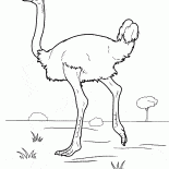 駝鳥