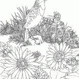 狩猟にスカイラーク