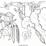 レタス、エンドウ豆