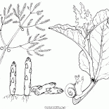 アスパラガスとルバーブ