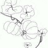 カボチャの初期成長