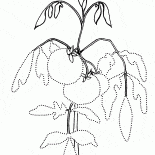 庭のベッドの上でトマト