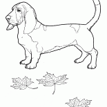 バセットハウンド