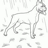ボクサー