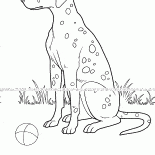 斑点犬