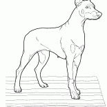 ドーベルマン犬