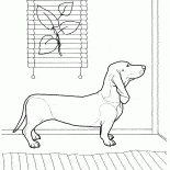 ダックスフント