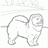 チャウ・チャウ