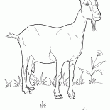 草原のヤギ