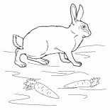 草原のウサギ