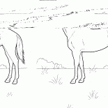 草原の馬