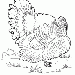 散歩の七面鳥