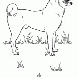 草原の犬