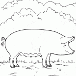 農場の豚