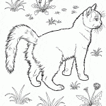 庭の猫