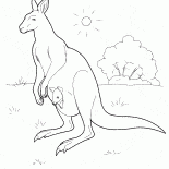 オーストラリアのカンガルー