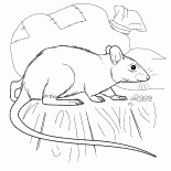 ラット