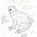 湖のカエル