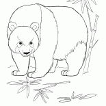 ジャングルの中でパンダ