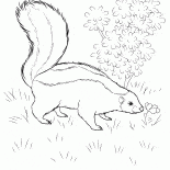 食べ物を探しスカンク