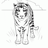 砂漠の虎