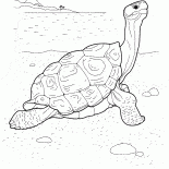 海の正面にカメ