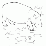 カバは、水の体内に入ります
