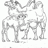 砂漠のラクダ