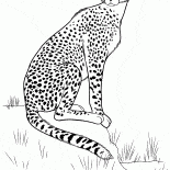 狩りにチーター