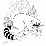 アライグマは、食べ物を見つけました