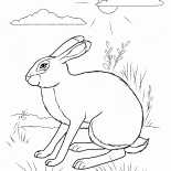 ウサギの隠れ