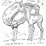 砂漠のラマ