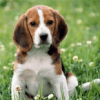 犬